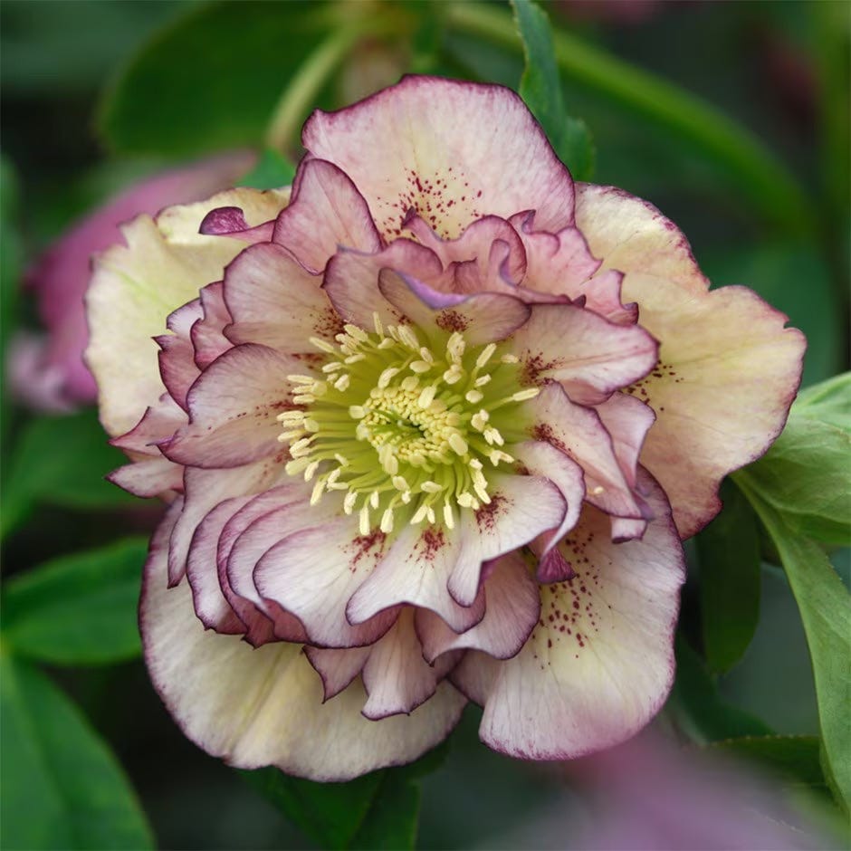 Helleborus × hybridus 'Double Ellen Picotee' Helleborus × hybridus 'Double Ellen Picotee'