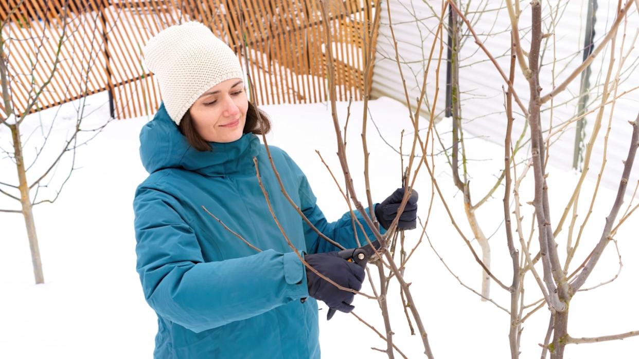 The gardener cuts the branches of a fruit tree with a pruner in winter. Pruning orchard trees in the cold season. The concept of caring for the garden and orchard in winter.
