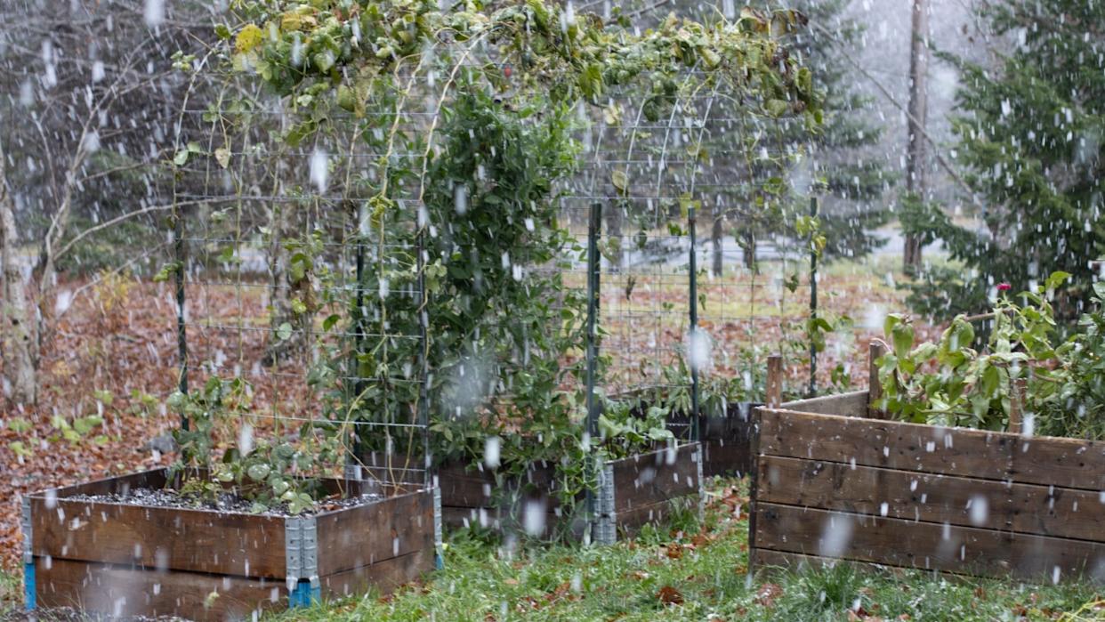 Snowfall Over Raised Garden Beds with Winter Plants and Trellises