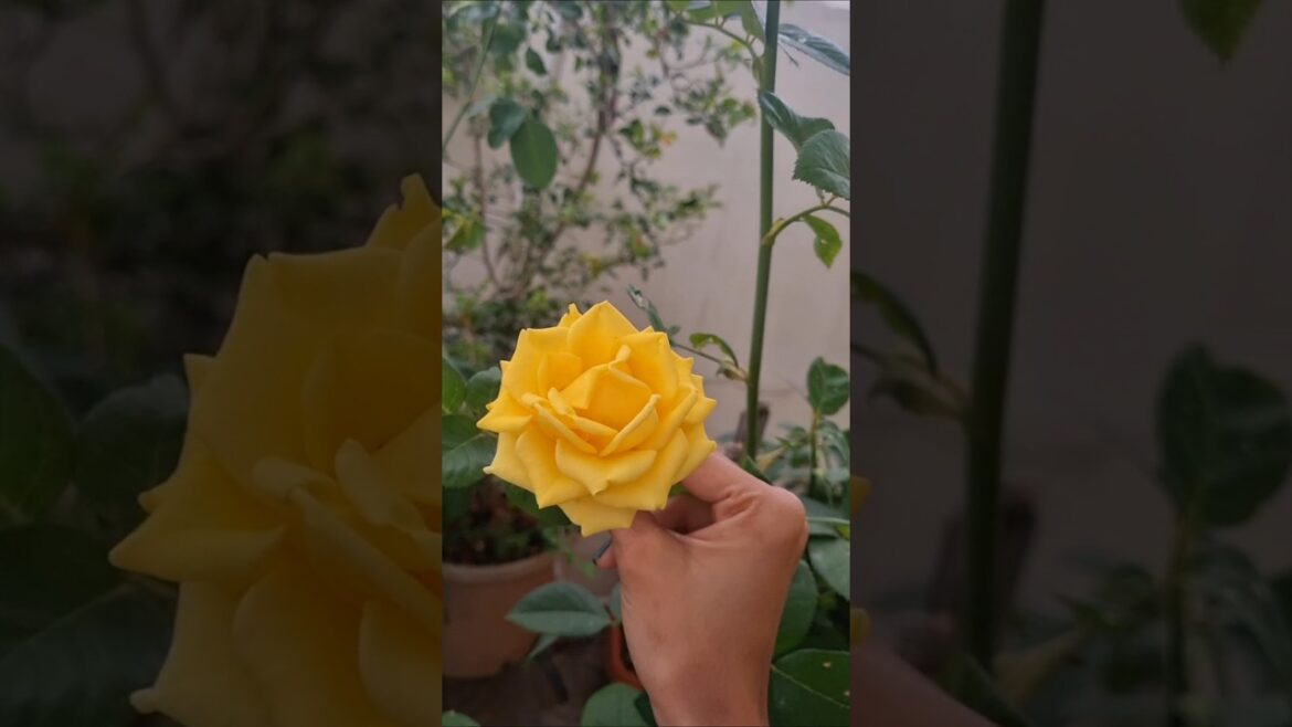 My Terrace Garden Flowers🌹🌺💓 #shorts #gardening #terracegarden #rose #hibiscus #flowers #viralshorts My Terrace Garden Flowers🌹🌺💓 #shorts #gardening #terracegarden #rose #hibiscus #flowers #viralshorts