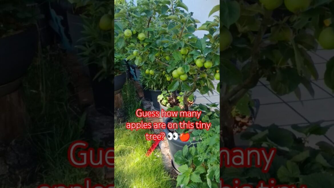 THIS tree is growing apples in a POT?! #DwarfAppleTree #GrowApplesInPots #garden #ContainerGardening