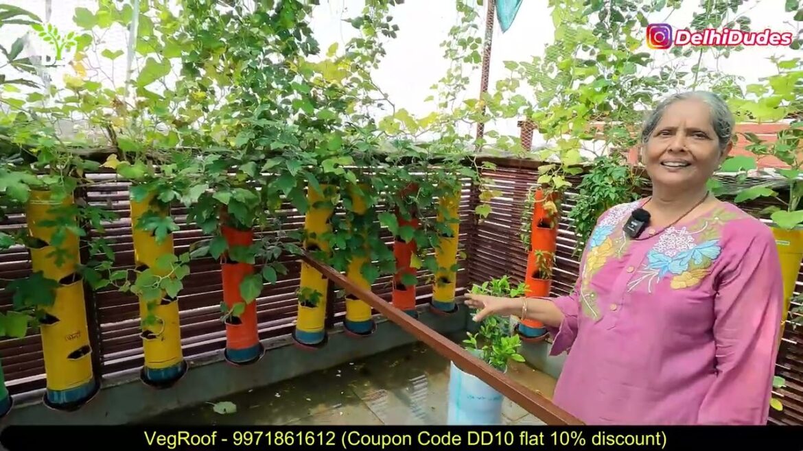 Model Town's old video - Veg Roof Vegetable Gardening   Video Coverage 1