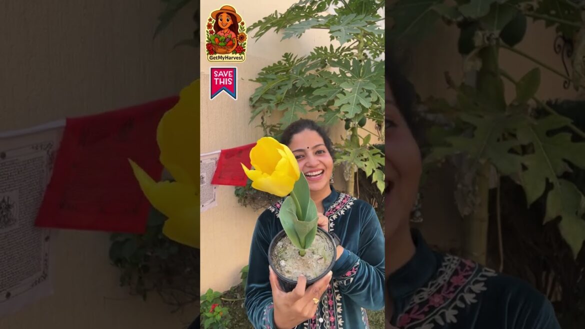 FINALLY! 🤩 Tulip Flower Khil Hi Gaya! 🌷