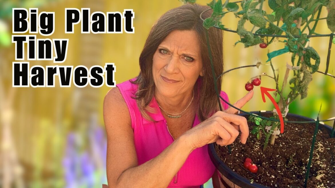 CaliKim: Why Vegetable Container Gardening Fails (Even When You Follow the Rules) Why Vegetable Container Gardening Fails (Even When You Follow the Rules)