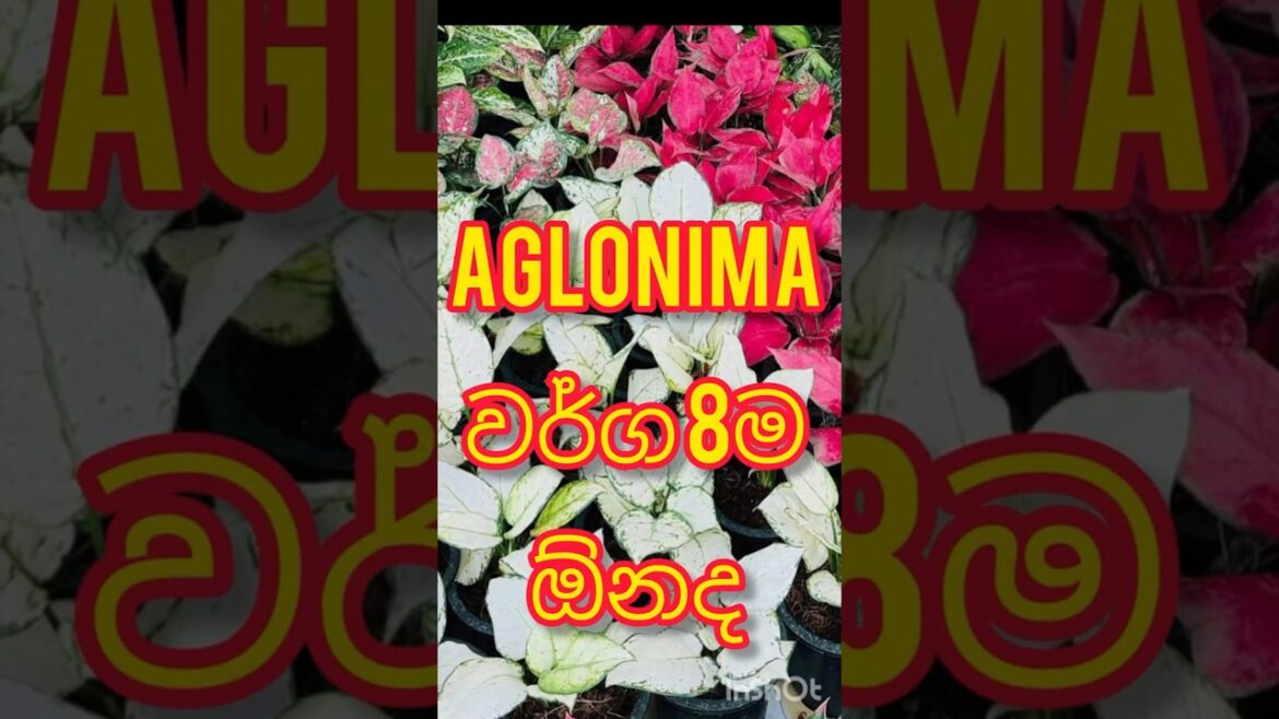 #plants #package #viral #trending