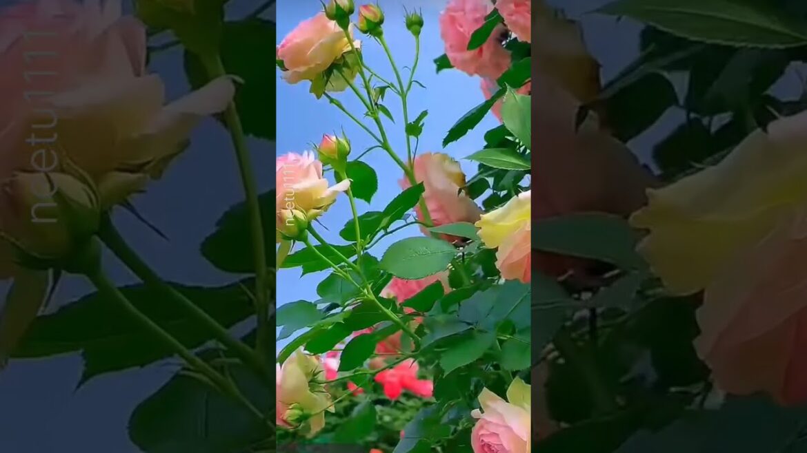 Rose flowers #rose #rosecaring #shortsfeed #shortvideo #floweringplant #gardening #viral #garden Rose flowers #rose #rosecaring #shortsfeed #shortvideo #floweringplant #gardening #viral #garden