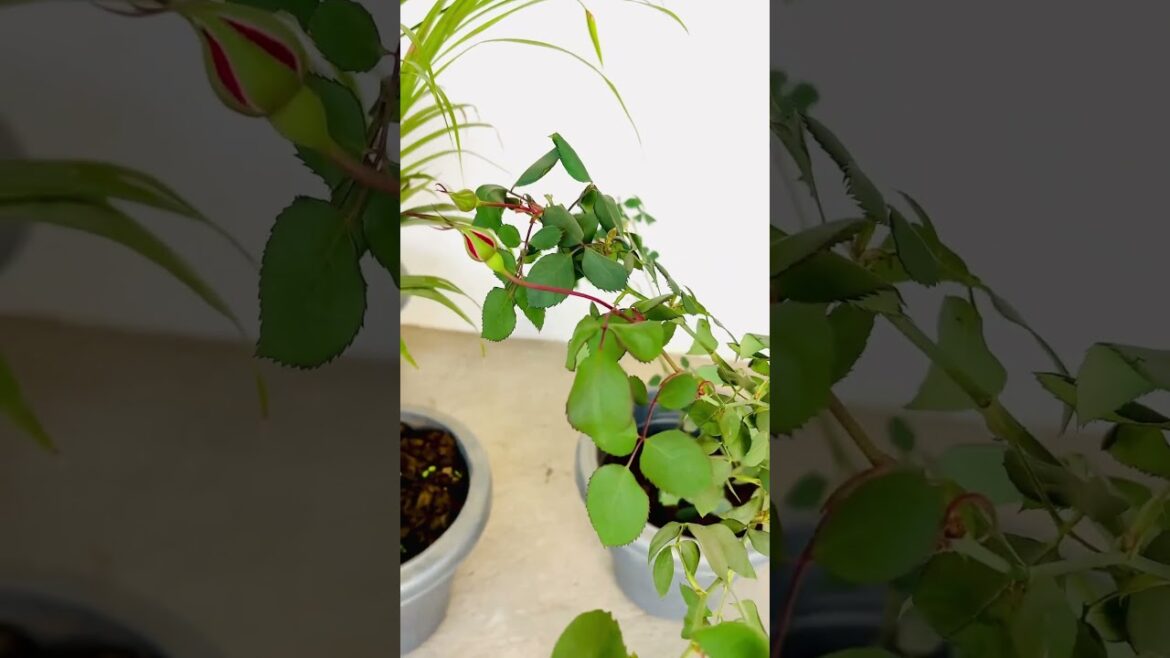 NEW ROSE PLANT 🪴#shorts #shortvideo #garden #flowers #rose