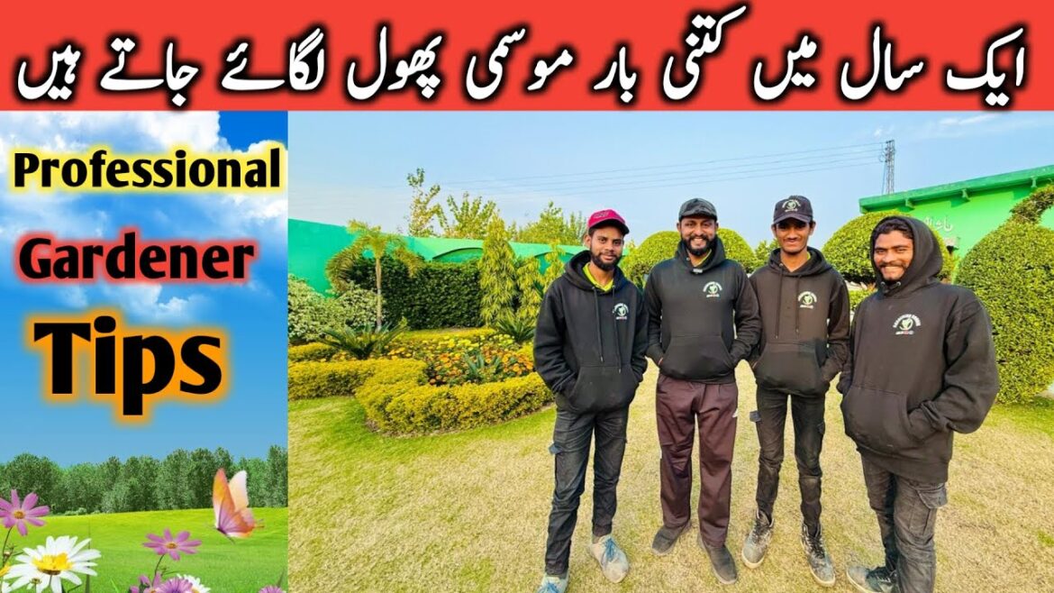 Professional Gardener Tips | How Many Times are Seasonal Flowers Planted in a Year