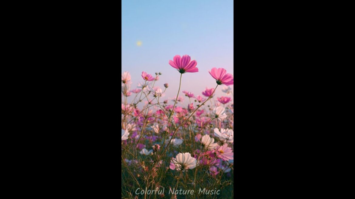 A Quiet Morning Field