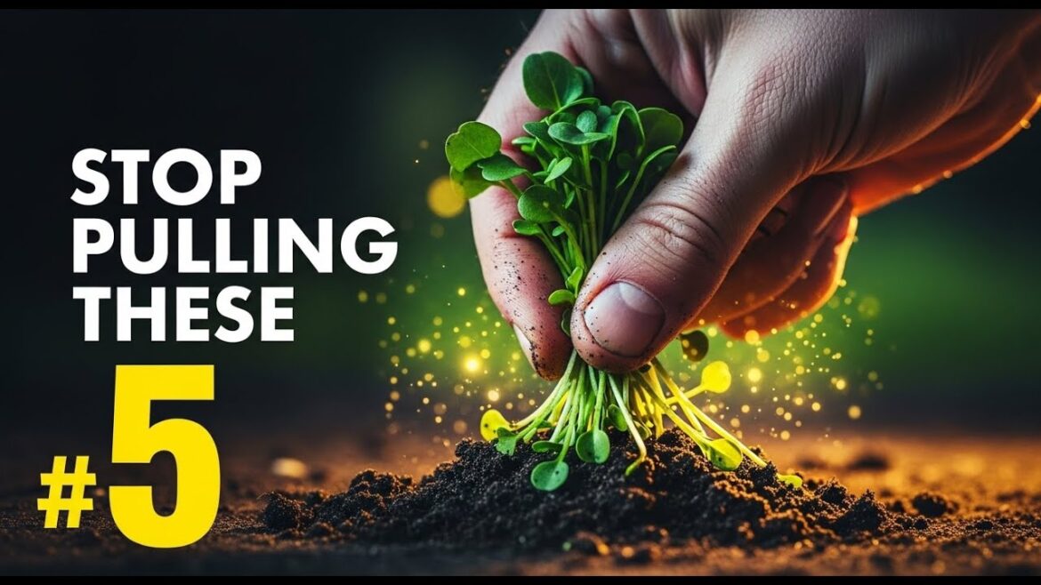 5 “Weeds” That Are Actually Superfoods (Stop Pulling Them!)