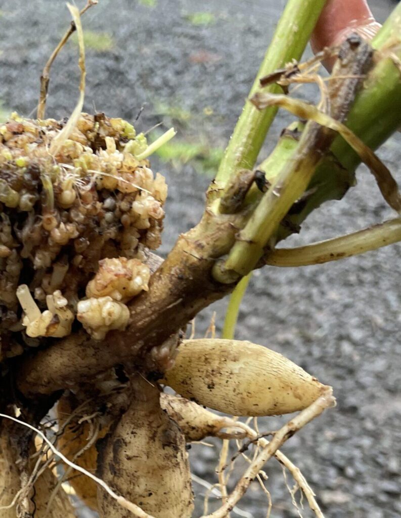 “Is it gall?” Weekly Thread "Is it gall?" Weekly Thread