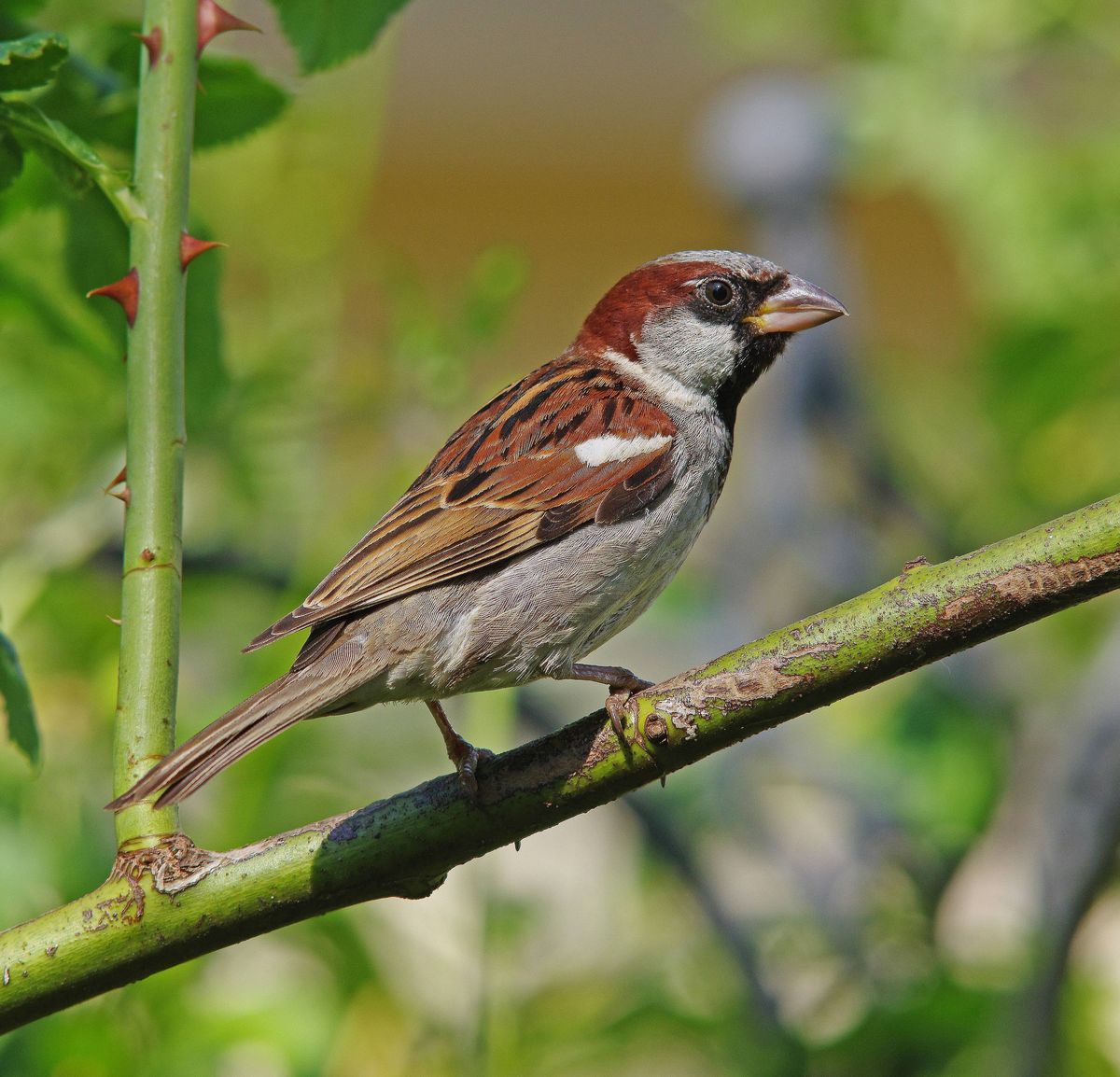 A male House Sparrow. 