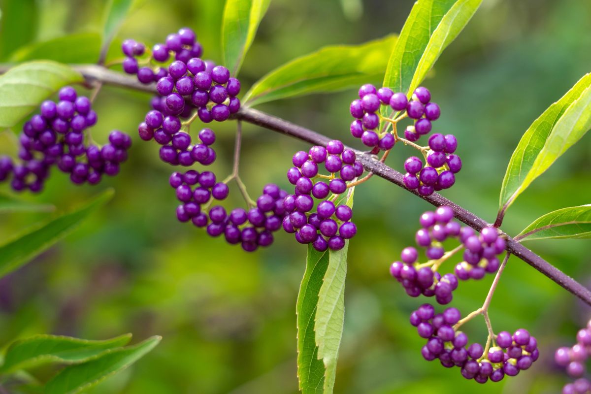 Purple beautyberry (Callicarpa dichotoma) fruits.