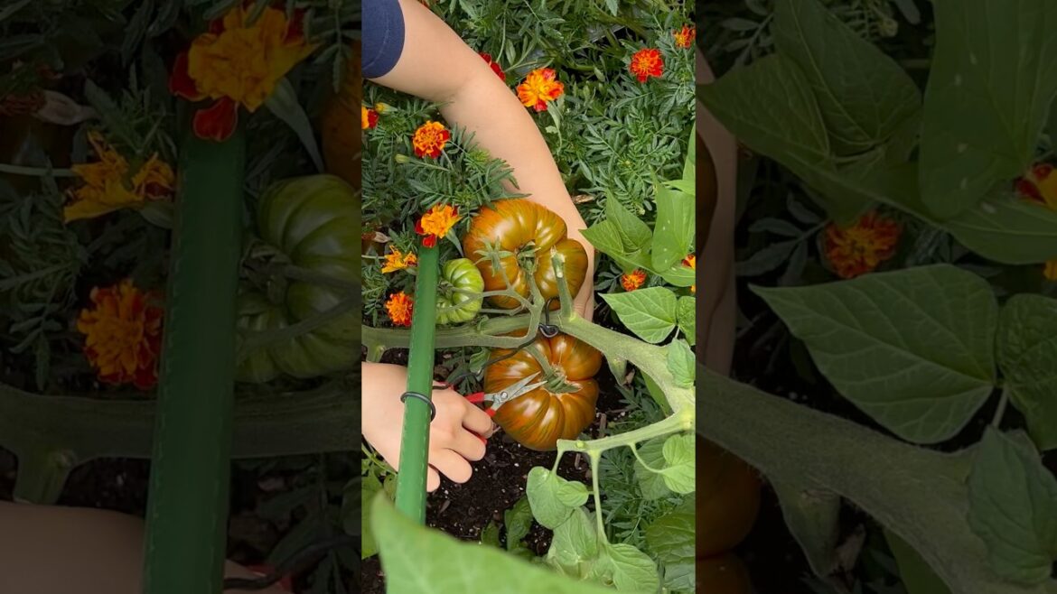 ASMR Backyard Garden Harvest #satisfying #calm #asmr #growyourownfood #vegetables #harvest