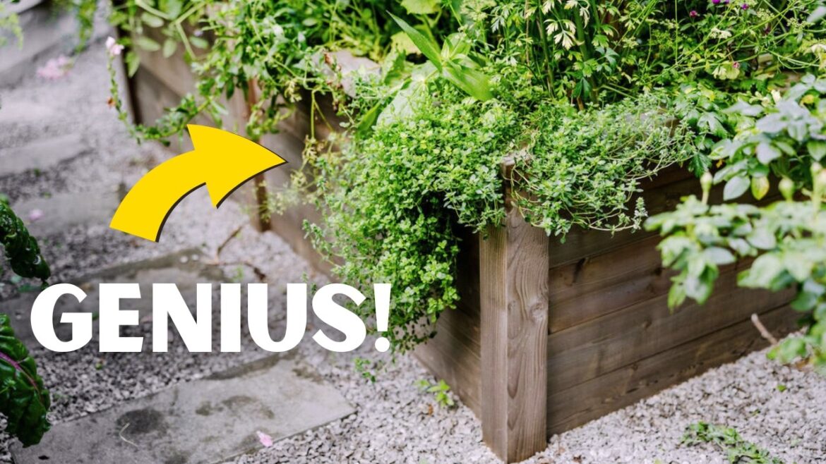 My Top 5 Raised Bed Garden Tips