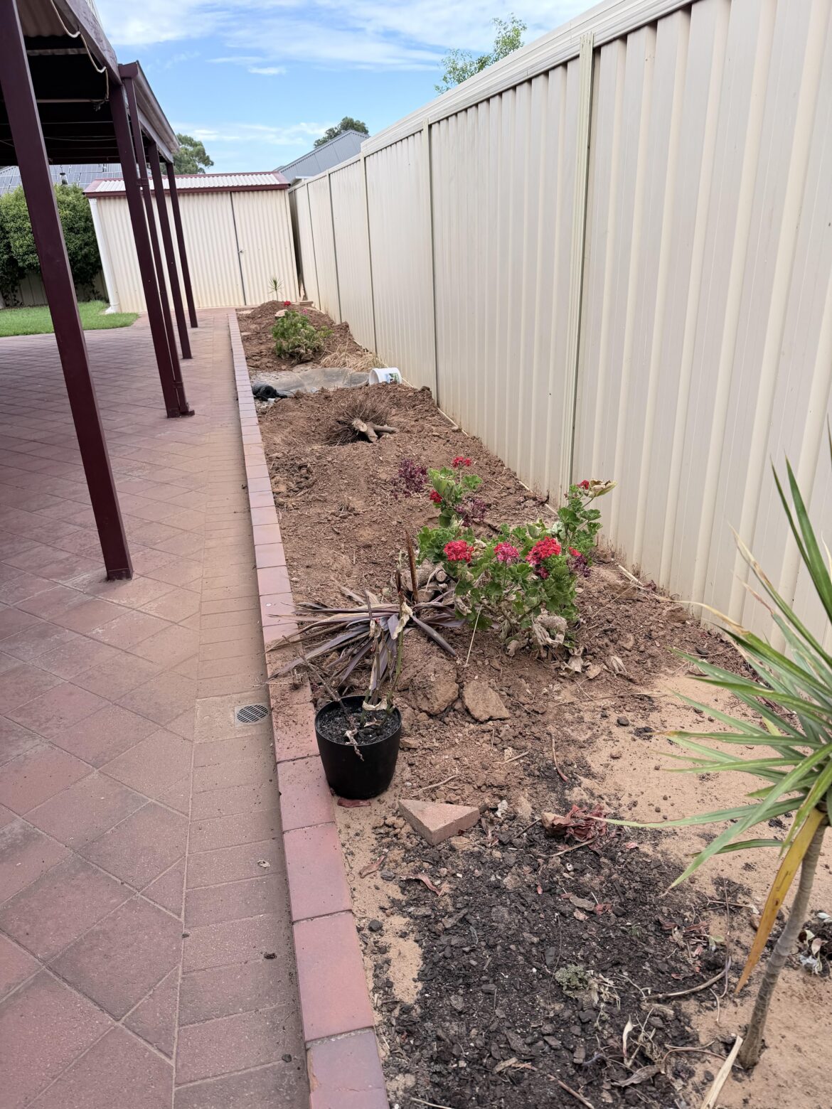 What can I plant here? Not a fan of hedges