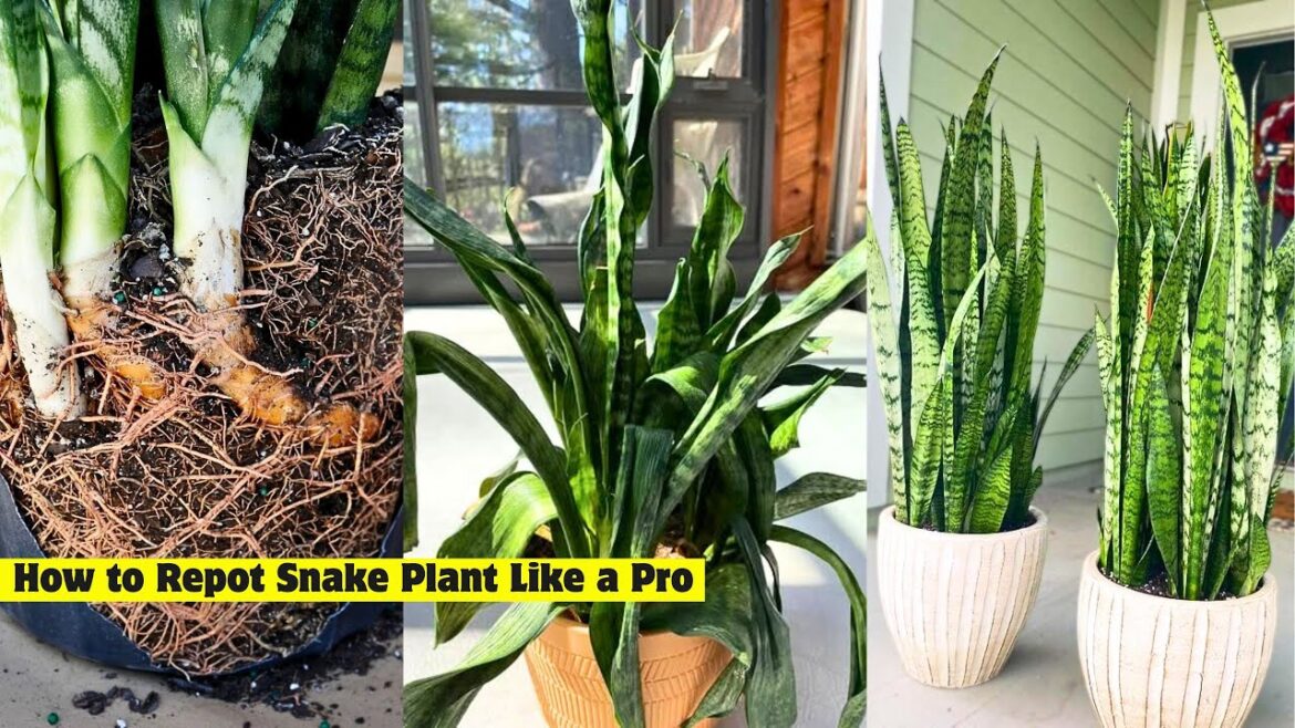 Snake Plant Repotting Mistakes You Must Avoid | Expert Gardener Tips