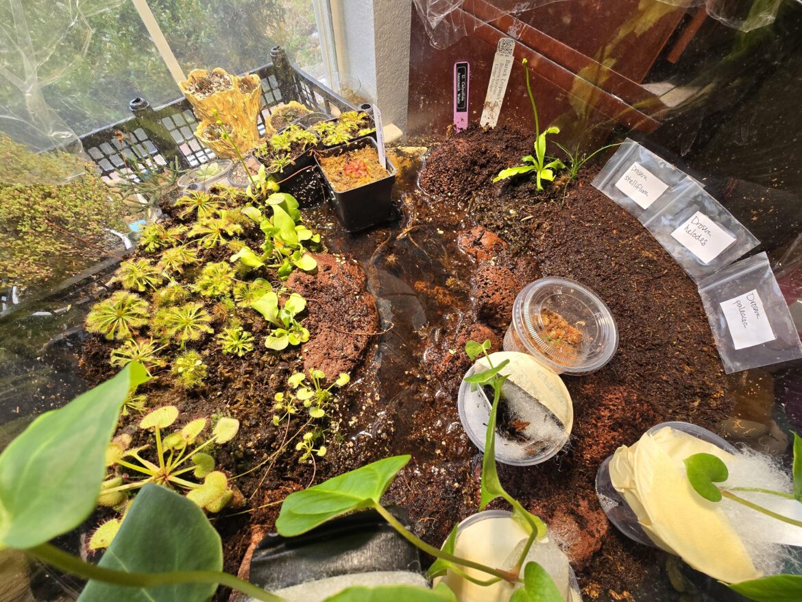 My bog is flowering!