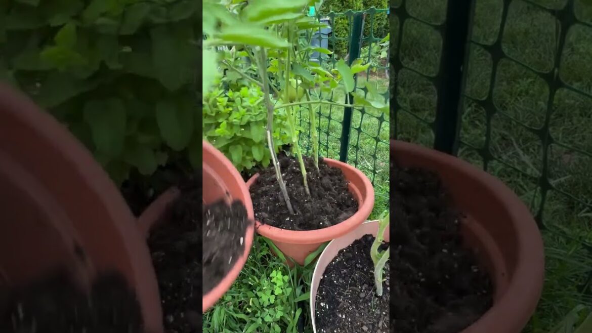Feeding My Container Garden Organic Soil 🌿💚 | Healthy Soil, Happy Plants #shorts  #gardendesign