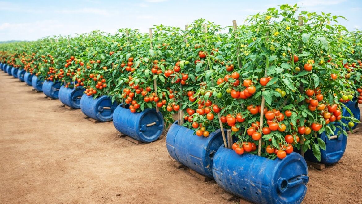 Container Tomato Growing for Fresh Harvests All Year Round