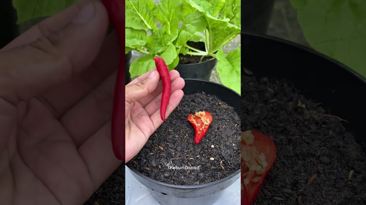Planting chili from fruit #tips #gardening #gardeningtips #viralreelschallenge