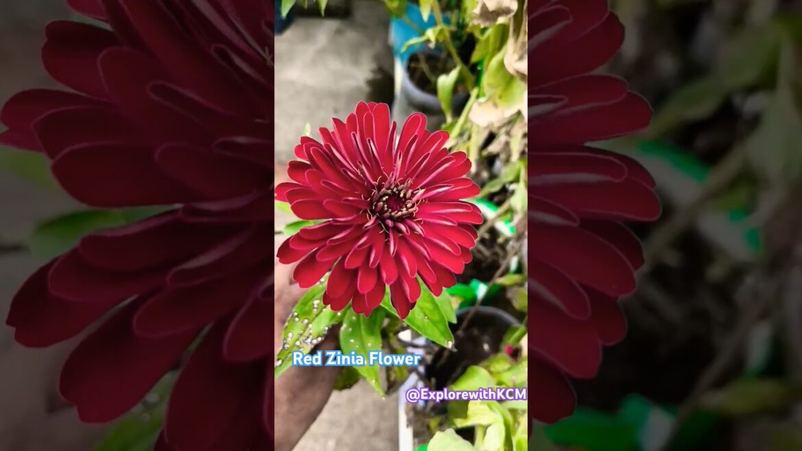Red Zinia Flower# home garden#shorts #youtubeshorts #trendingshorts #trending#flower#gardening Red Zinia Flower# home garden#shorts #youtubeshorts #trendingshorts #trending#flower#gardening