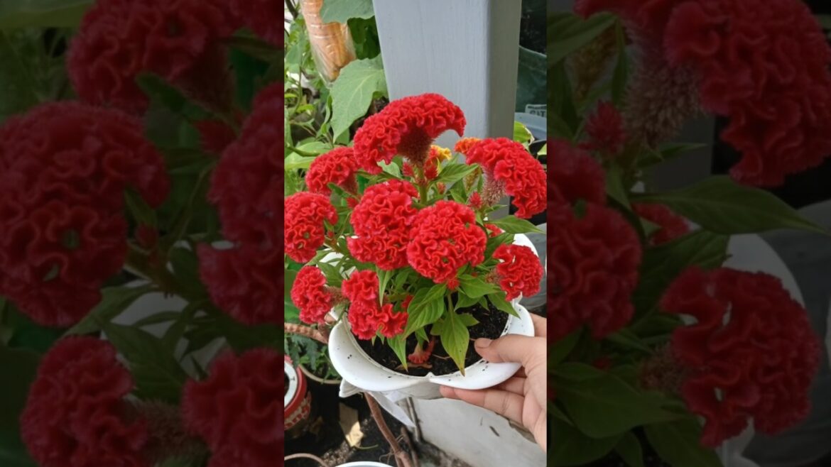 From Soil to Splendor‼️ The Magic of Growing Red Cockscomb‼️ From Soil to Splendor‼️ The Magic of Growing Red Cockscomb‼️