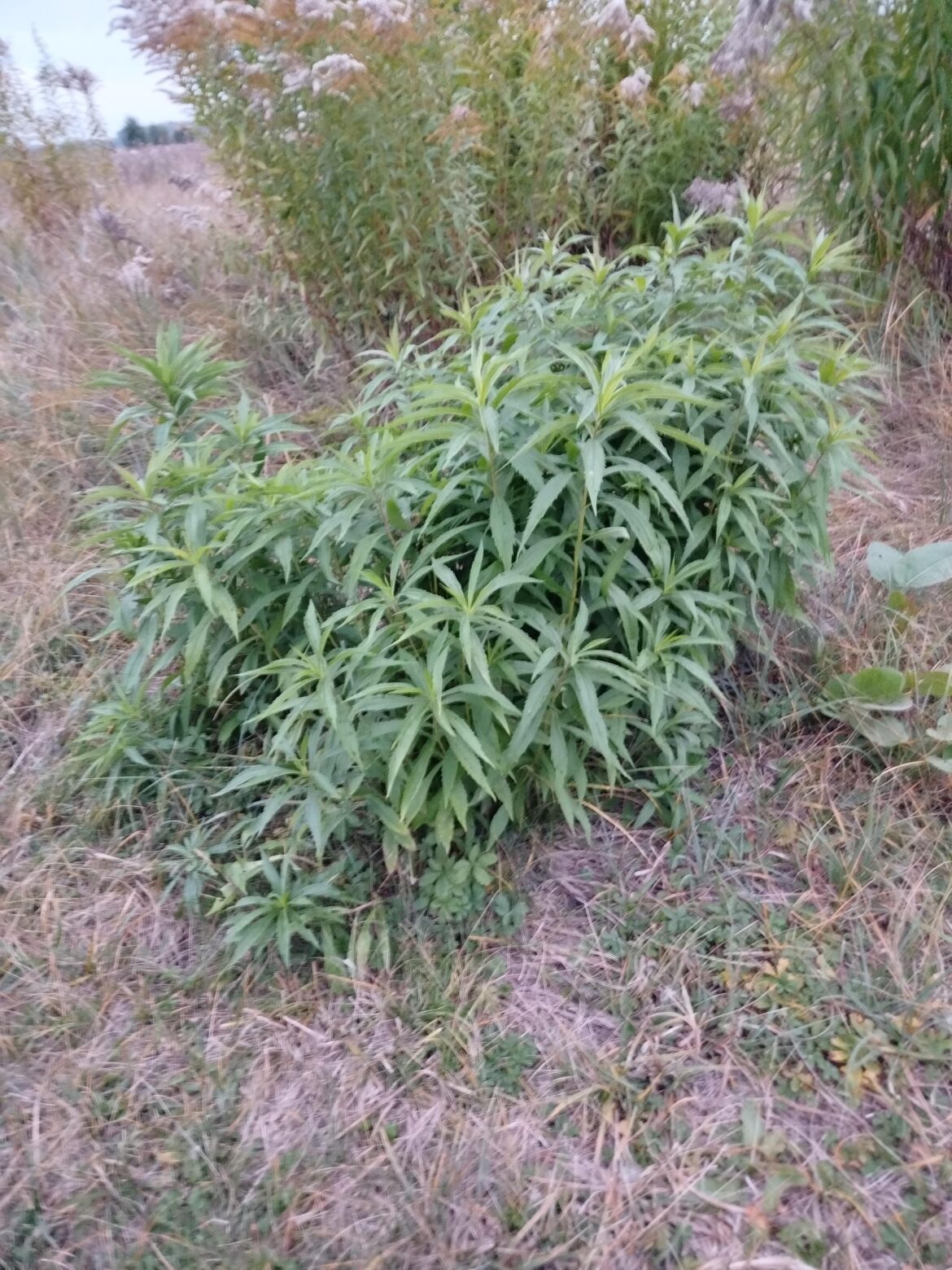 кто знает, как называется этот куст?