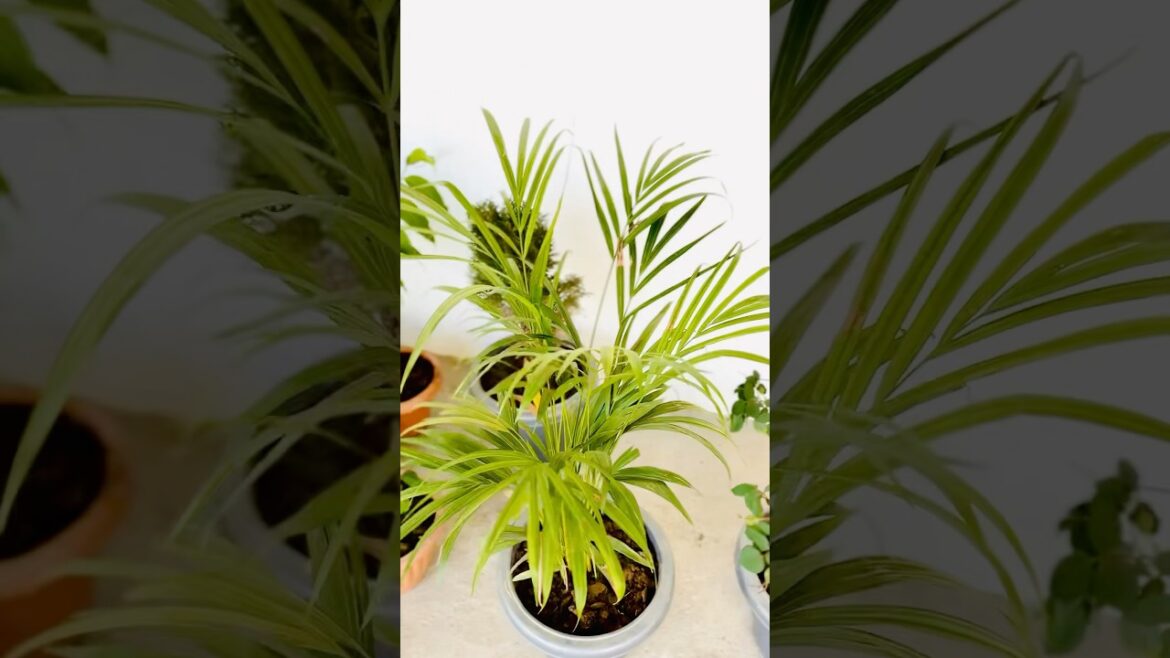 New areca palm π#shorts #shortvideo #garden #palm New areca palm π#shorts #shortvideo #garden #palm