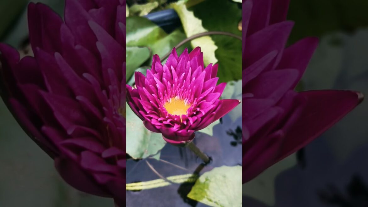 Water Lily Blooming #gardenlovers #nature #plants #flowers #gardenphotography #lily#garden Water Lily Blooming #gardenlovers #nature #plants #flowers #gardenphotography #lily#garden
