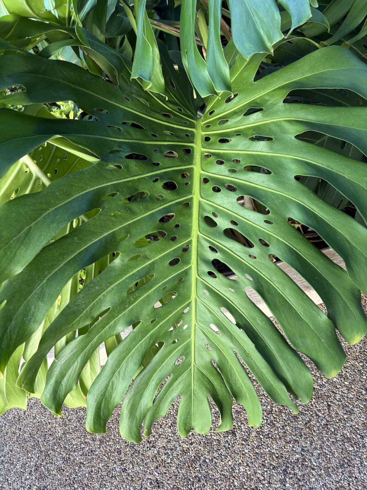 This is outside our room in Hawaii