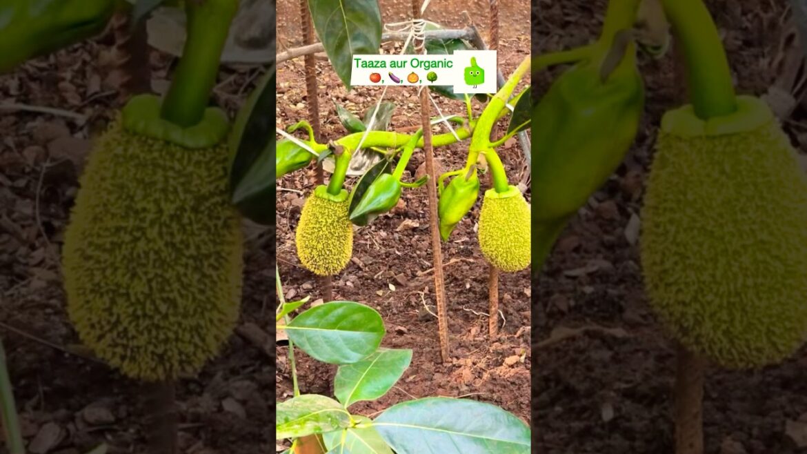 Organic Vegetable Gardening ||#ytshorts #factshorts #organicfarming