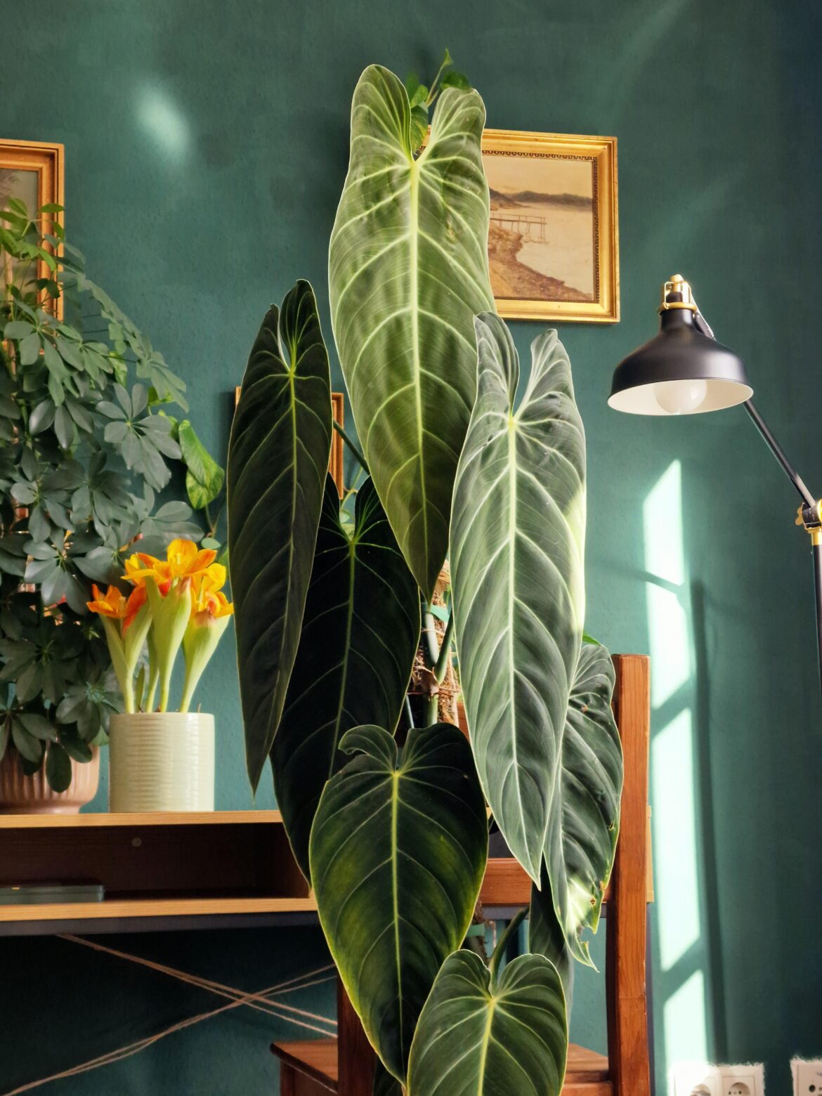 My Philodendron Melanochrysum