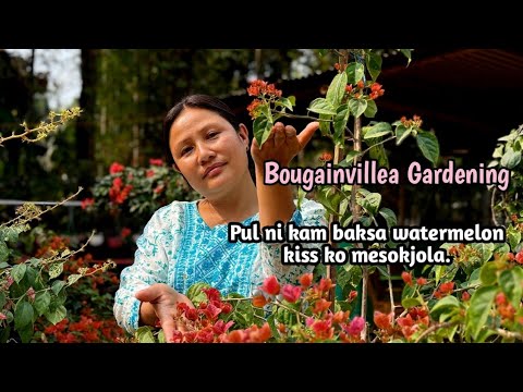 Pul ni kam baksa watermelon kiss ko mesokjola | Bougainvillea Gardening Pul ni kam baksa watermelon kiss ko mesokjola | Bougainvillea Gardening