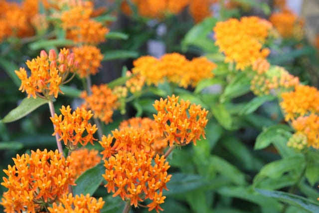 Close up of orange butterfly weed or Asclepias tuberosa growing in a garden in Maryland.