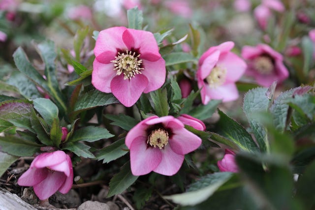 Beautiful pink Hellebores (Lenten or Christmas Rose )'Ashwood Peach Cocktail' growing in a winter garden , Selective focus