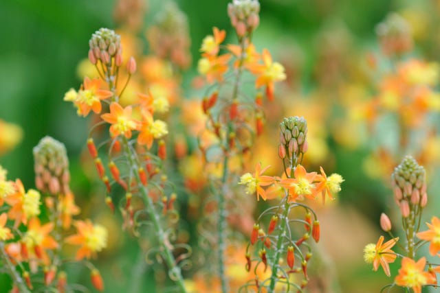 Colorful Bulbine