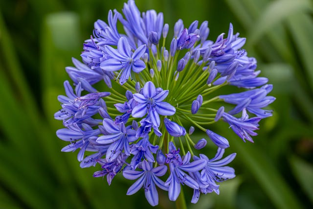African Lily Bloom in South Africa