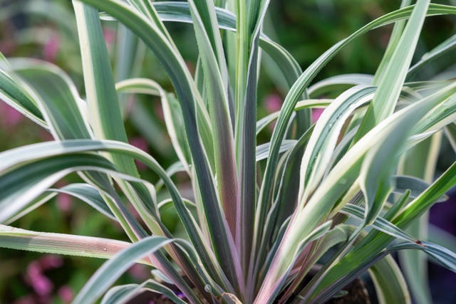 Dianella Tasmanica 'Destiny' foliage