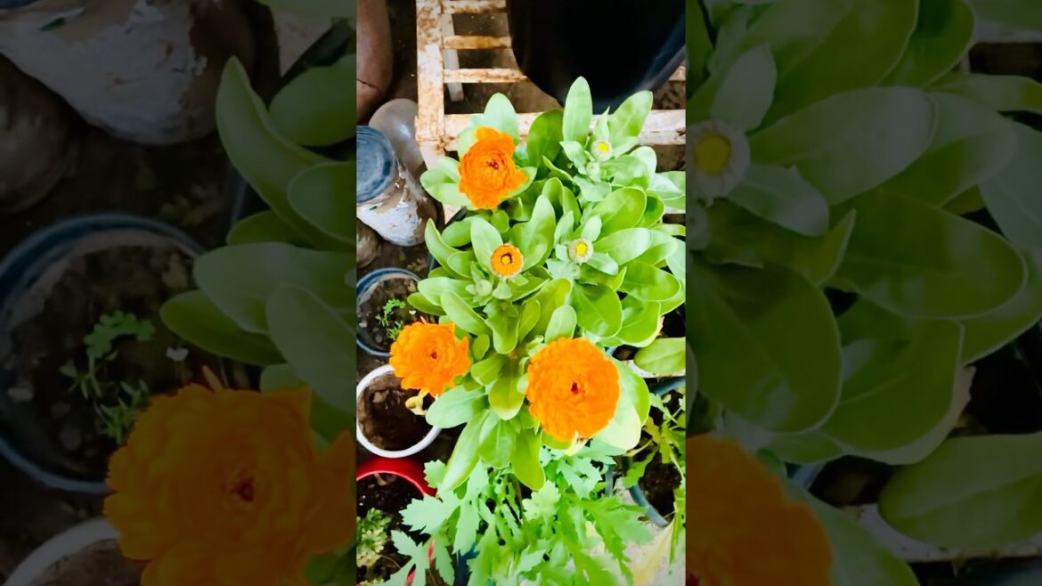 My new calendula plant 🌱 #shorts #flowers #nature