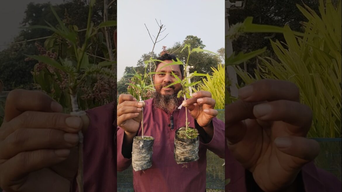 ড্রাগন মালবেরি ফল সহ গাছ পেয়ে যাবেন #shorts #farming #viral