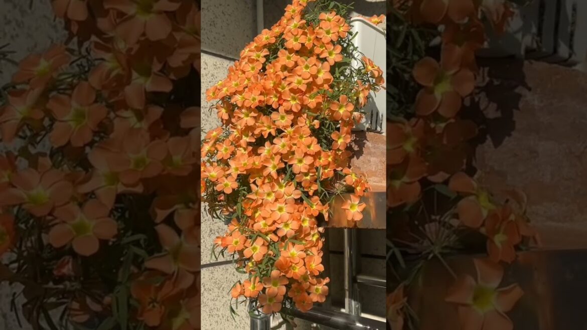 Aesthetic Hanging Garden Ideas 🌿🌼 #gardening #asmr #flower #short #viral #nature
