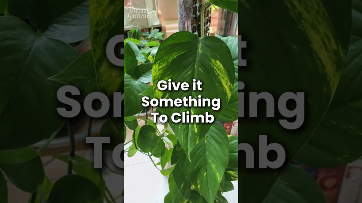 5 Ways to Make Your Pothos Bushier and Healthier