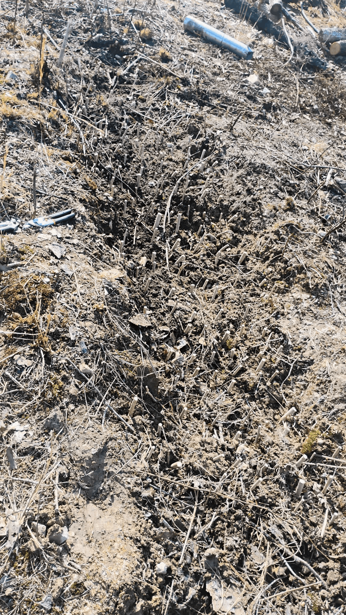 Uprooted Himalayan blackberry to plants 400 Sambucus Canadensis cuttings, to eventually be replanted