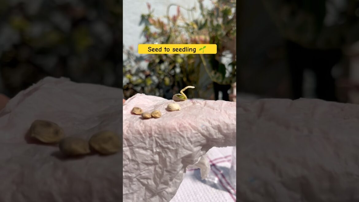 Sees to seedling journey in 1 month  #growyourown #ediblegardening #youtubeshorts #ytshortsindia