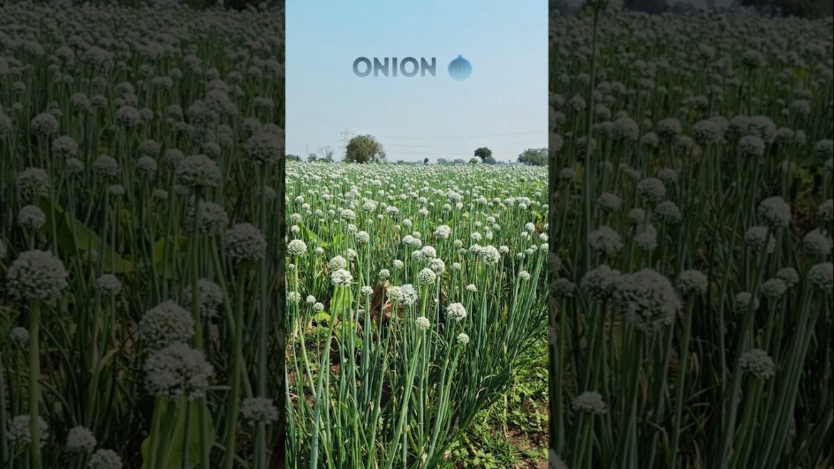 the important tips for growing big onion 🌰 #terracegardenindia farming #shorts #vegetablegardening the important tips for growing big onion 🌰 #terracegardenindia farming #shorts #vegetablegardening