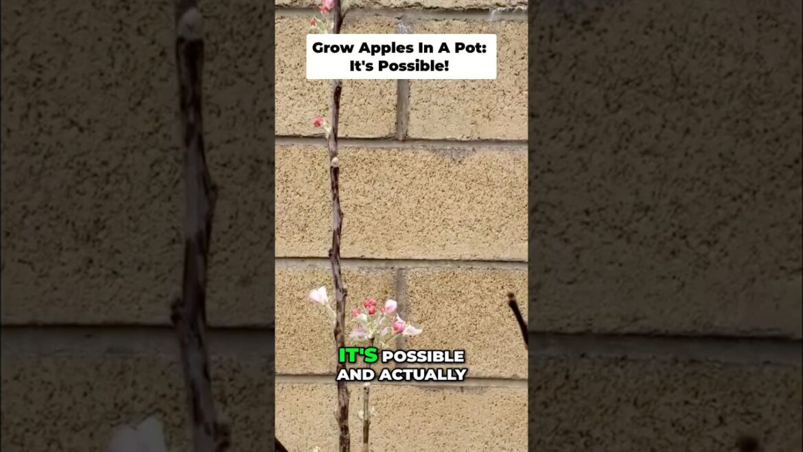 California Gardening: How to Grow Amazing Apples in Containers: First Harvest Success! 🍎 How to Grow Amazing Apples in Containers: First Harvest Success! 🍎