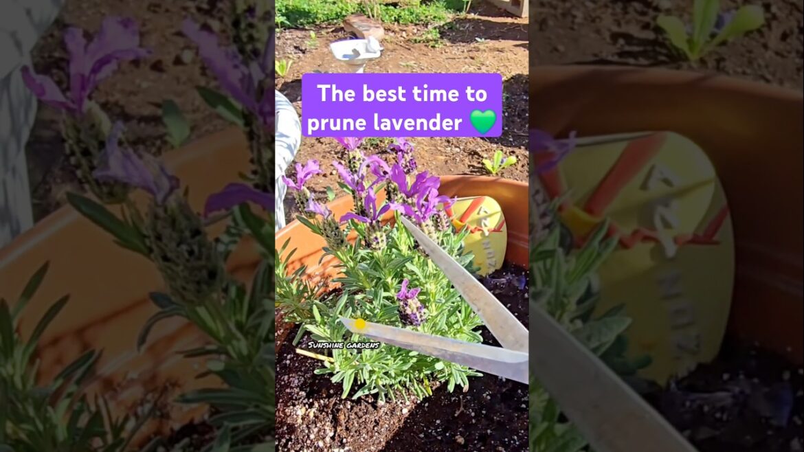 The best time to prune lavender 💜 #lavender #gardentips #backyardgarden