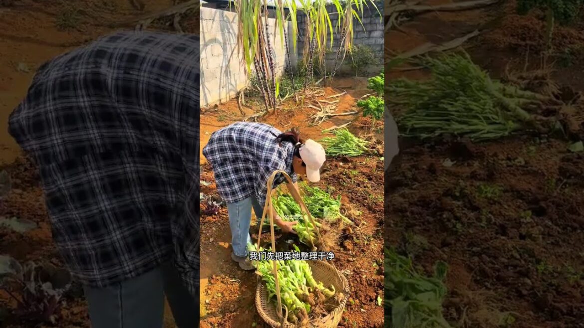 Revamp Your Soil: Hidden Germs After a Year of Vegetable Gardening