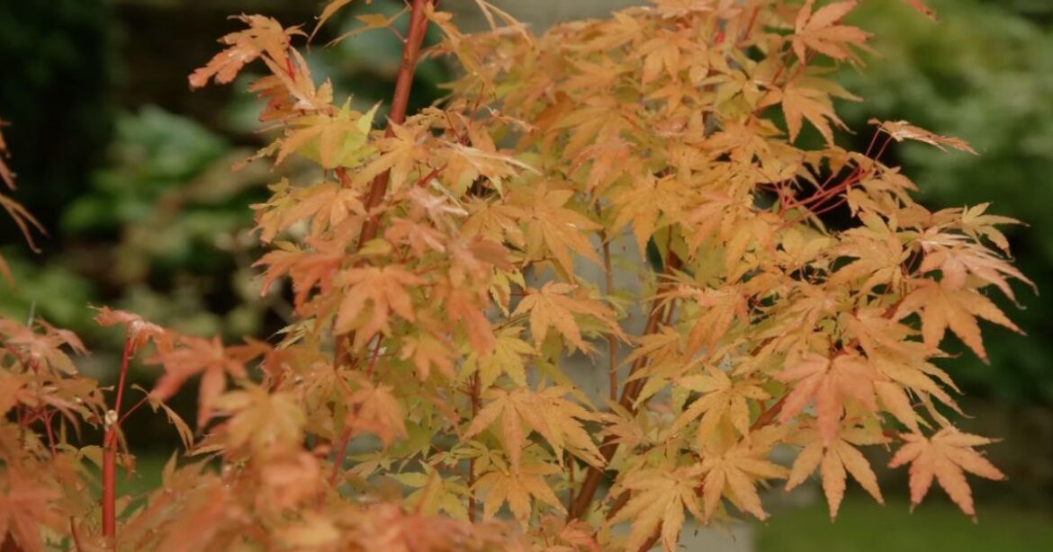 Gardens will look better with Alan Titchmarsh’s ‘number 1’ plant he loves most Devon Live